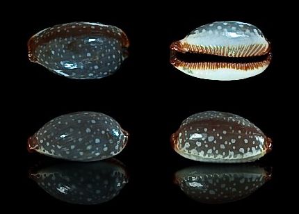  p>鸡皮宝螺(学名:staphylaea limacina limacina)是腹足纲宝螺科的 a