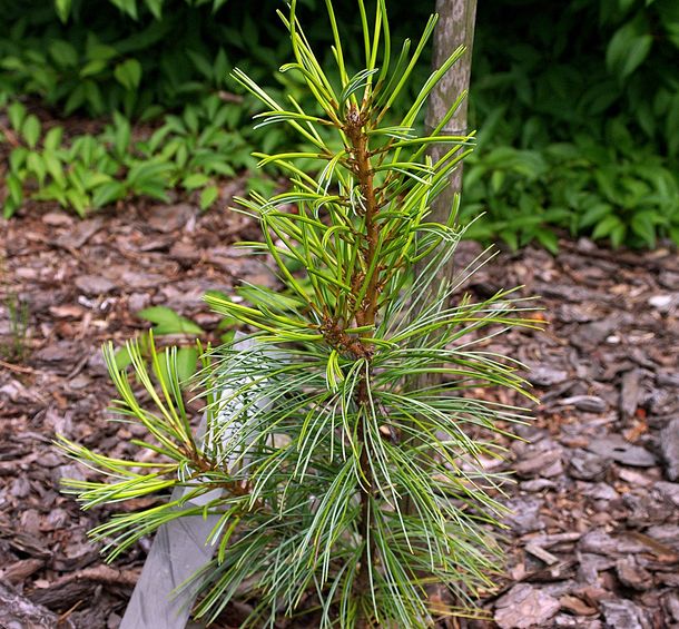  p>油松(学名: i>pinus tabuliformis /i> carr.