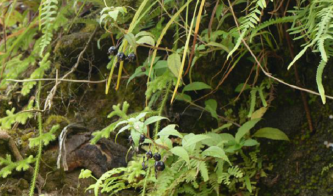  p>山紫锤草(拉丁 a target="_blank" href="/item/学名">学名 /a>