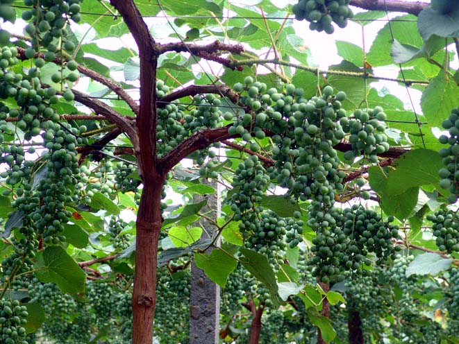  p>刺葡萄(学名: i>vitis davidii  /i>(roman. du caill.) foex.