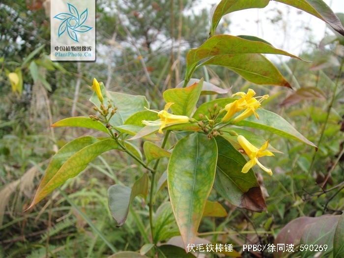  p>伏毛铁棒锤 (学名: i>aconitum flavum /i> hand.-mazz.