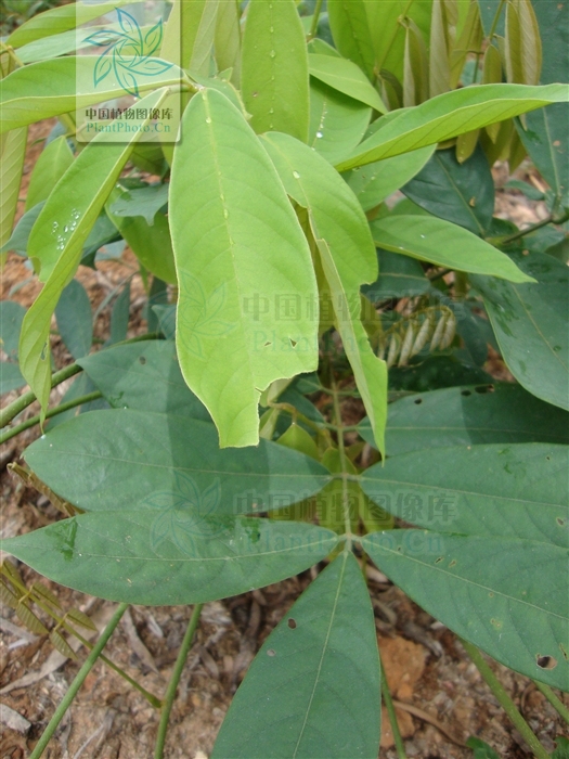  p>厚果崖豆藤(学名: i>millettia&nbsp;pachycarpa /i>&nbsp