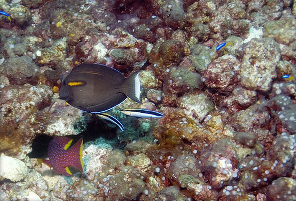  p>橙斑刺尾鱼(学名: i>acanthurus olivaceus /i>),又称一字刺尾鲷
