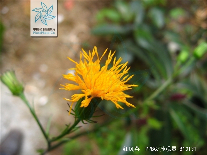  p>红凤菜( i>gynura bicolor dc.