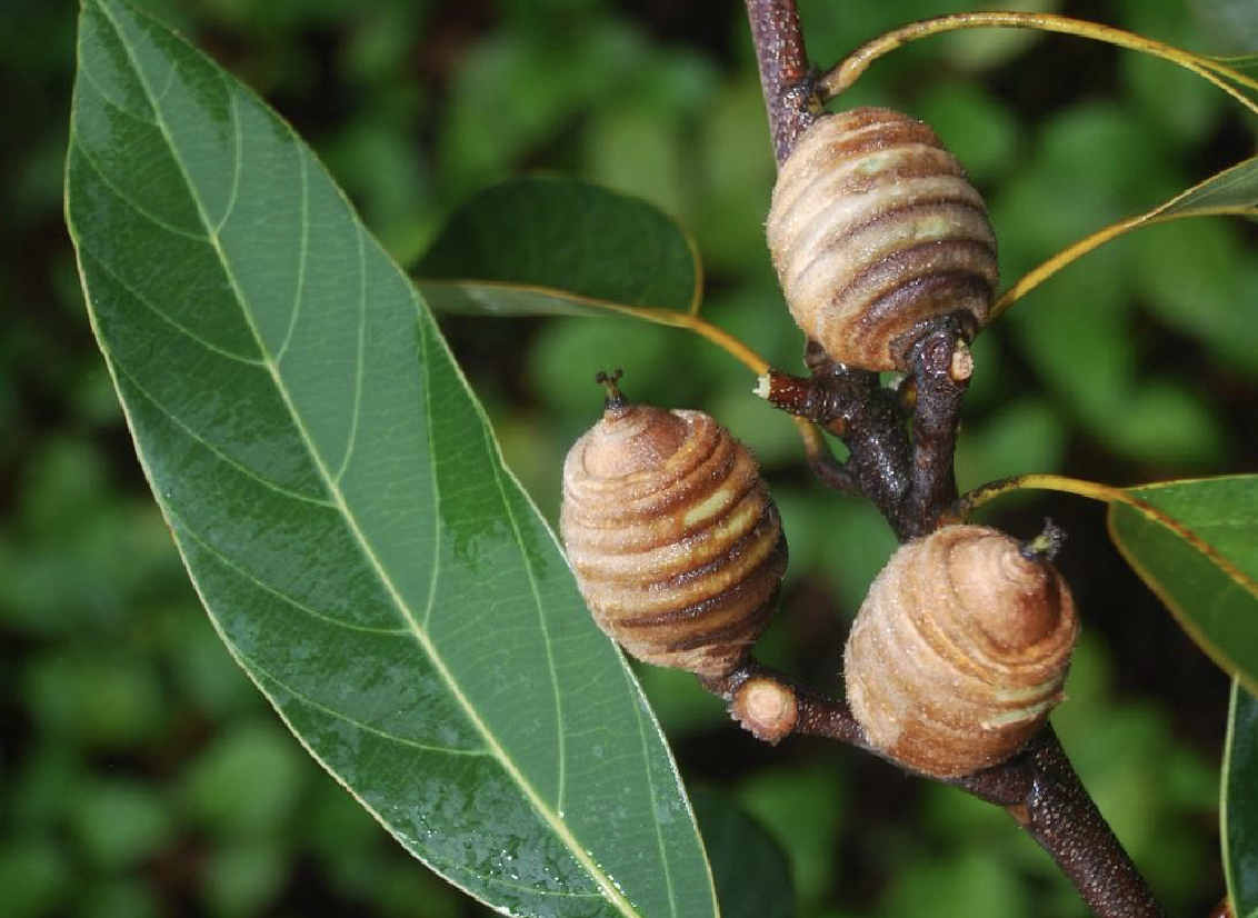  p>饭甑青冈(学名: i>quercus /i>  i>macrocalyx /i> hickel &amp