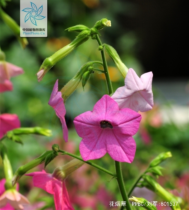  p>花烟草(学名: i>nicotiana alata /i> link et otto)是茄科,烟草属