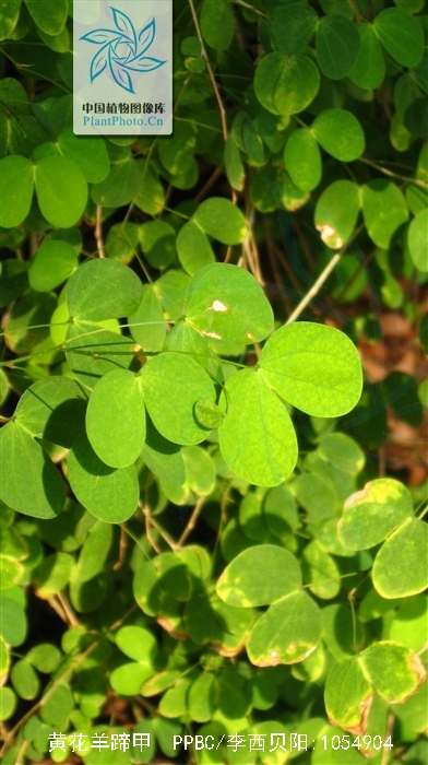  p>黄花羊蹄甲(学名: i>bauhinia tomentosa /i> l.