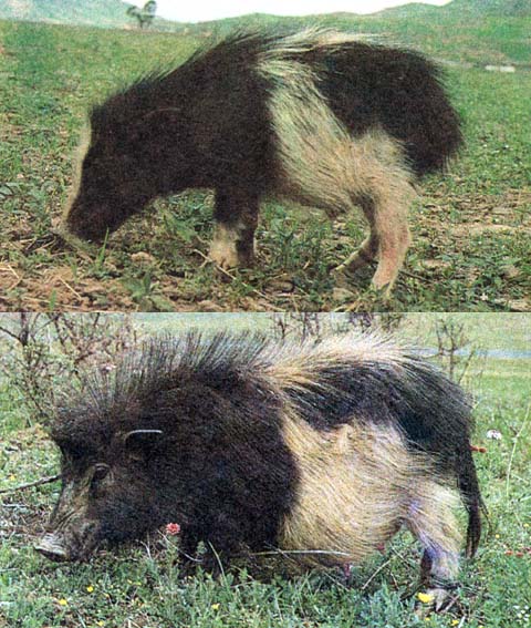 也称 a target="_blank" href="/item/蕨麻猪/9675022" data-lemmaid=