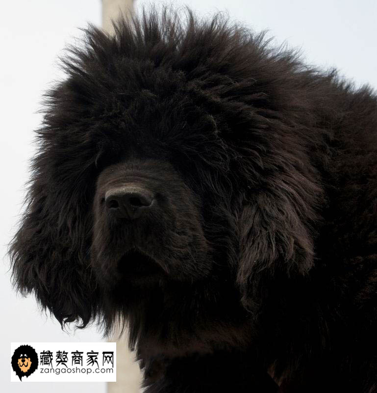  p>黑獒是 a target="_blank" href="/item/藏獒/5311" data-lemmaid=