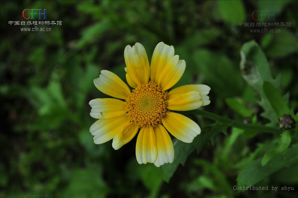  p>茼蒿( i>chrysanthemum coronarium /i> l.