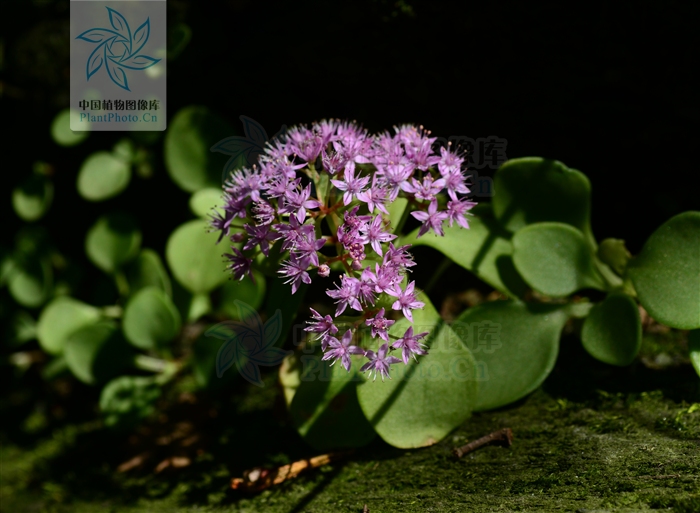  p>一年生或二年生草本,全株无毛.生于海拔800-2000米的山坡林下.