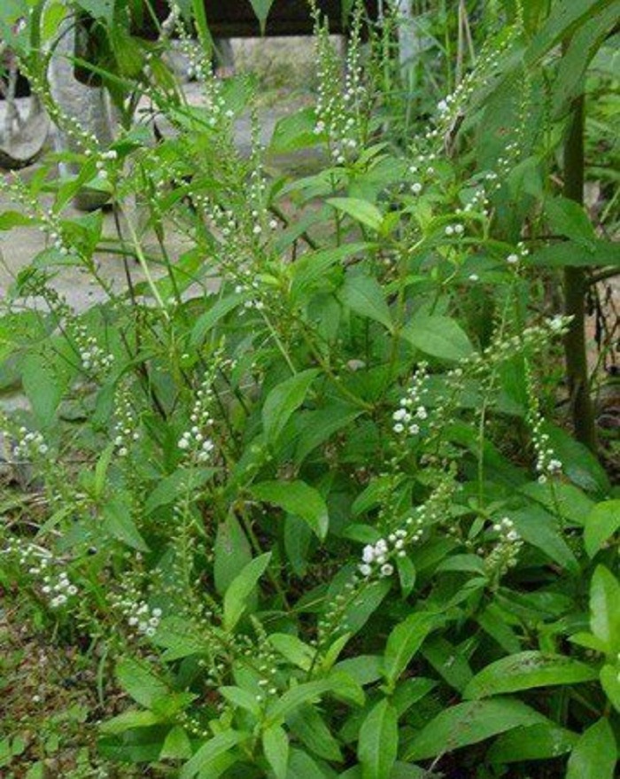 primula denticulata smith