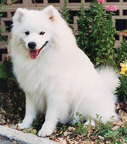 爱斯基摩犬