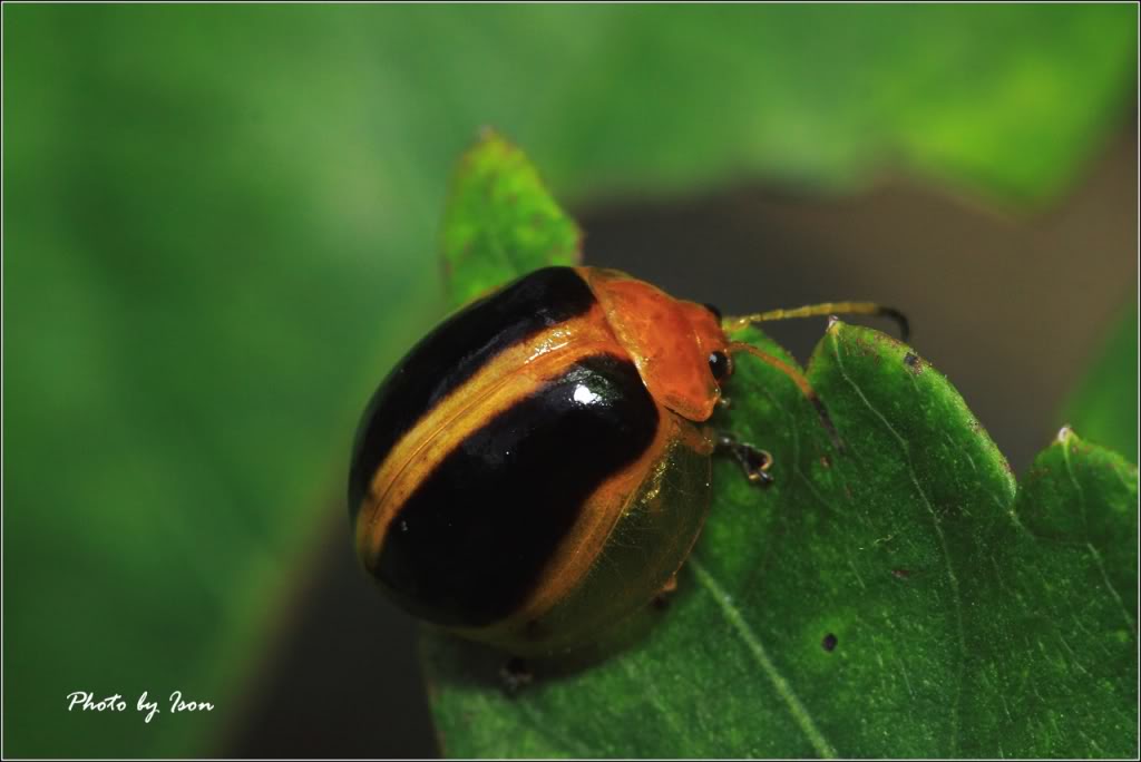  p>桑树桑黄迷萤叶甲,成虫咀食叶片,尤喜刚展开的嫩叶,轻的把叶片食成