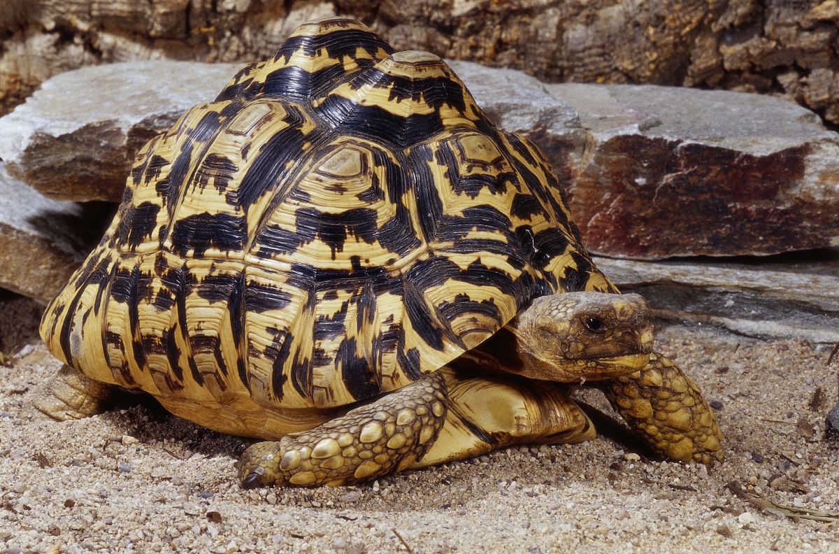 纳米比亚豹纹陆龟