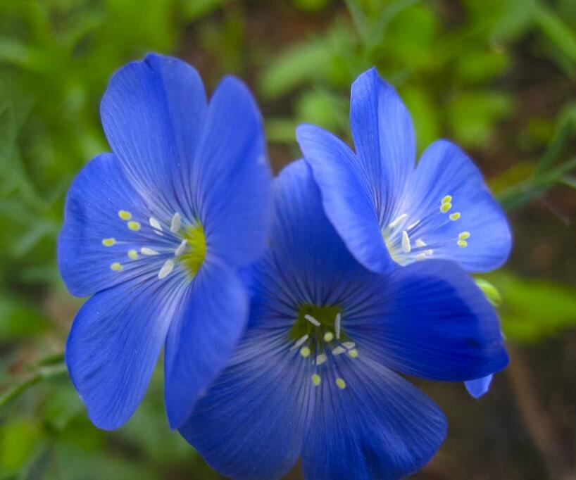  p>蓝钻凤仙花(blue diamond impatien,学名impatiens namchabarwe