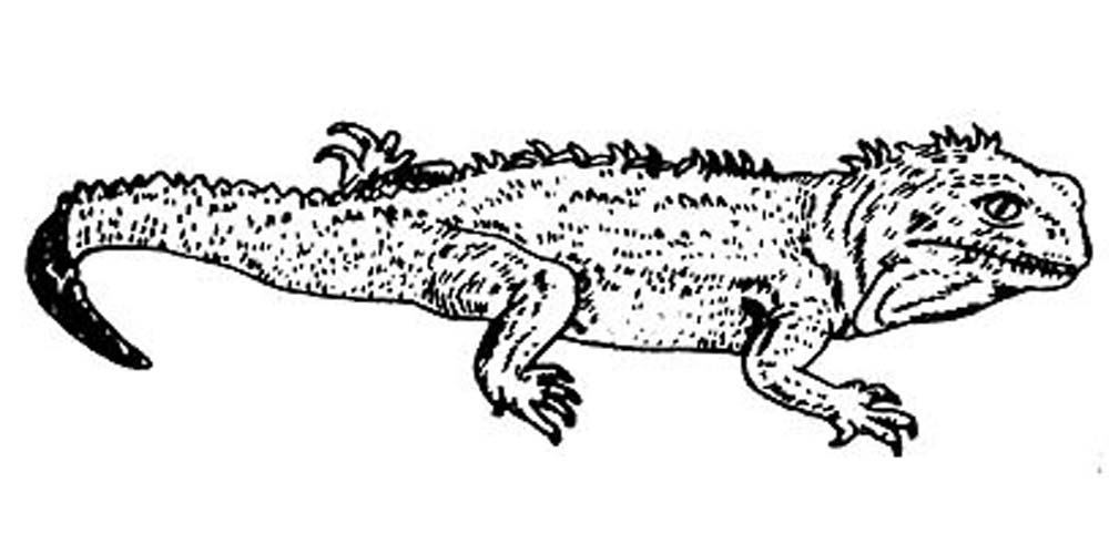  p>长棘蜥( i>acanthosaura armata /i>&nbsp;hardwicke and gray