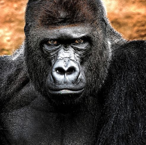 克罗斯河大猩猩