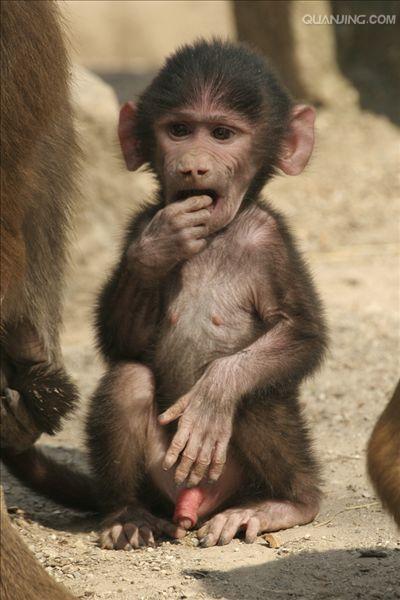 狒狒是灵长目猴科狒狒属哺乳动物的统称