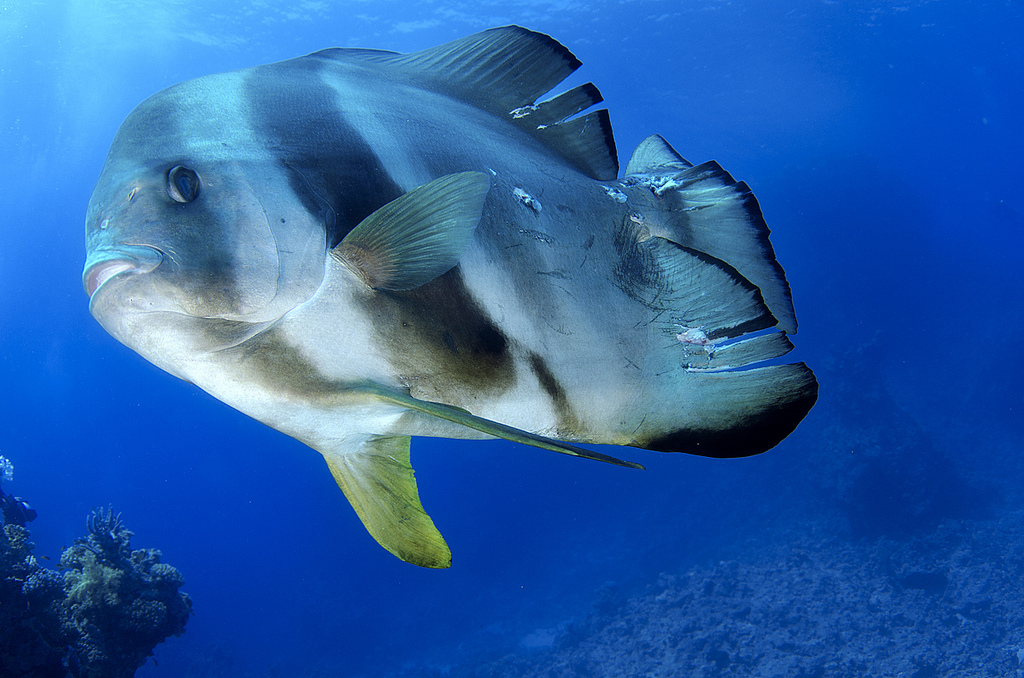  p>圆眼燕鱼(学名:platax orbicularis)又名 a href="#" data-lemmaid