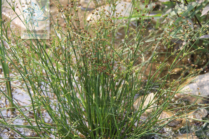 山东,河南,湖北,四川,云南,西藏等省区,生于海拔1200一3680米的草甸