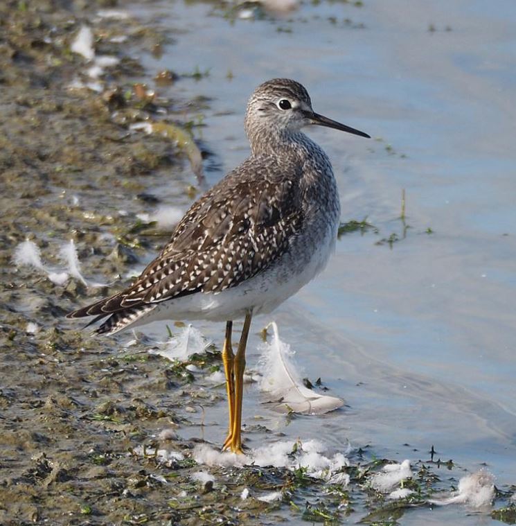  p>小黄脚鹬(学名: i>tringa flavipes /i>),是丘鹬科鹬属的一种动物.