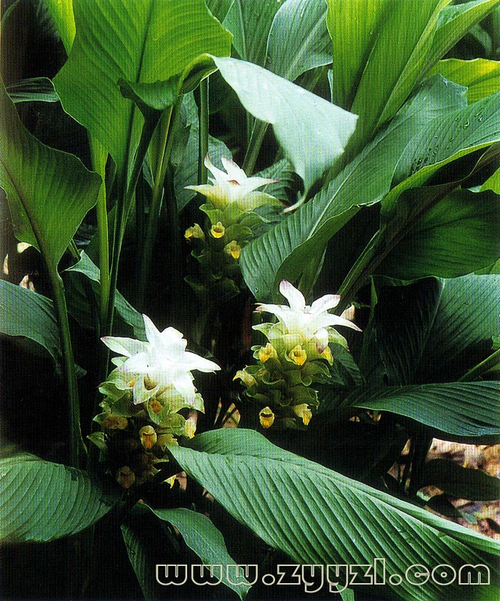 为姜科植物 a target="_blank" href="/item/温郁金curcuma rcenyujin