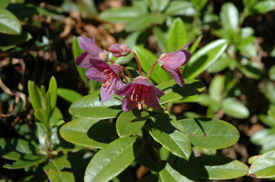  p>桃花杜鹃(学名: i>rhododendron pruniflorum /i> hutch.