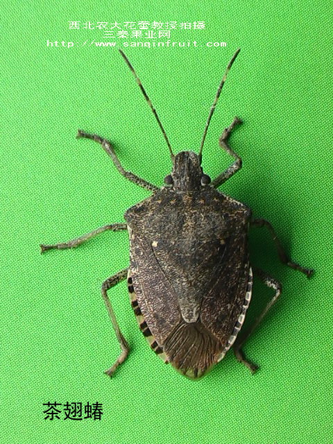  p>茶翅蝽,为 a href="#" data-lemmaid="1535270">半翅目 /a>, a