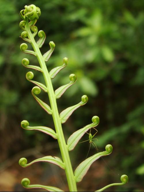  p>莎草蕨属,多年生草本植物,根状茎短而匍匐,有时上升,有毛. /p>