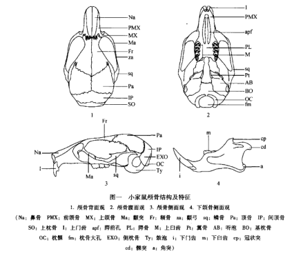 小家鼠_百度百科