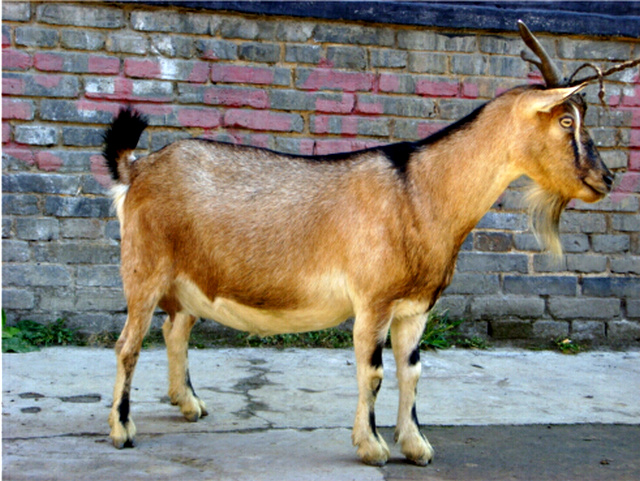  p data-id="gnbjk7zn4h">黔北麻羊,贵州省 a