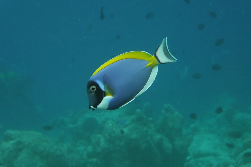 形体椭圆, a href="#" data-lemmaid="7398723">尾鳍 /a>叉形