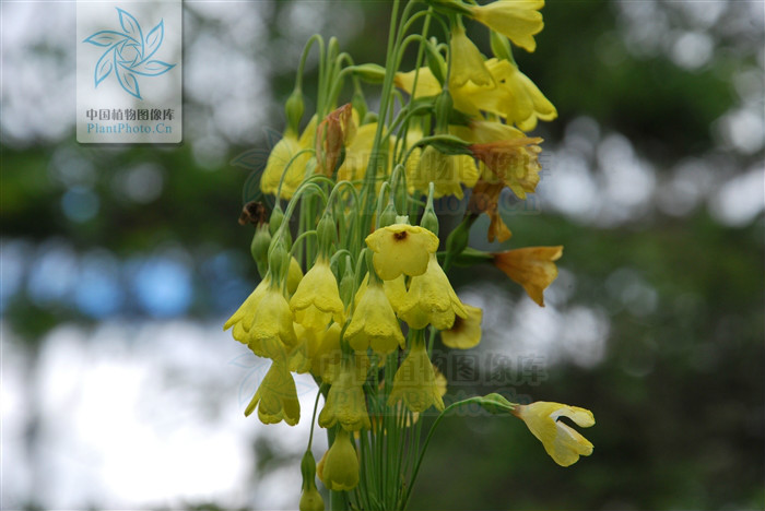  p>钟花报春(学名: i>primula sikkimensis /i> hook. f.