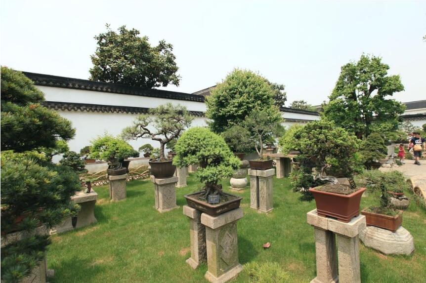 盆景园