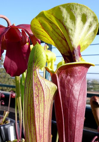yellow pitcherplant