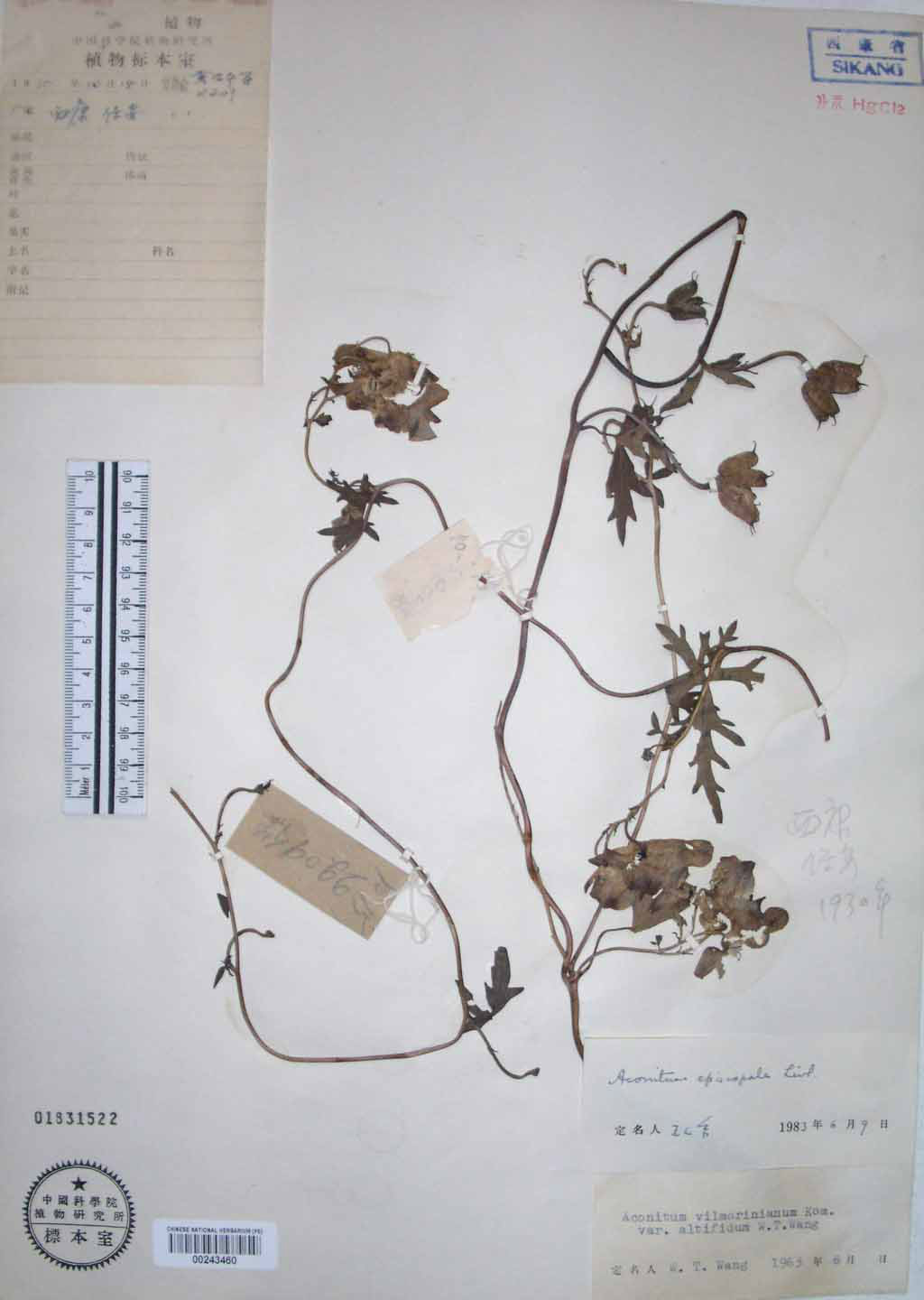  p>紫乌头(拉丁学名: i>aconitum episcopale /i> levl.