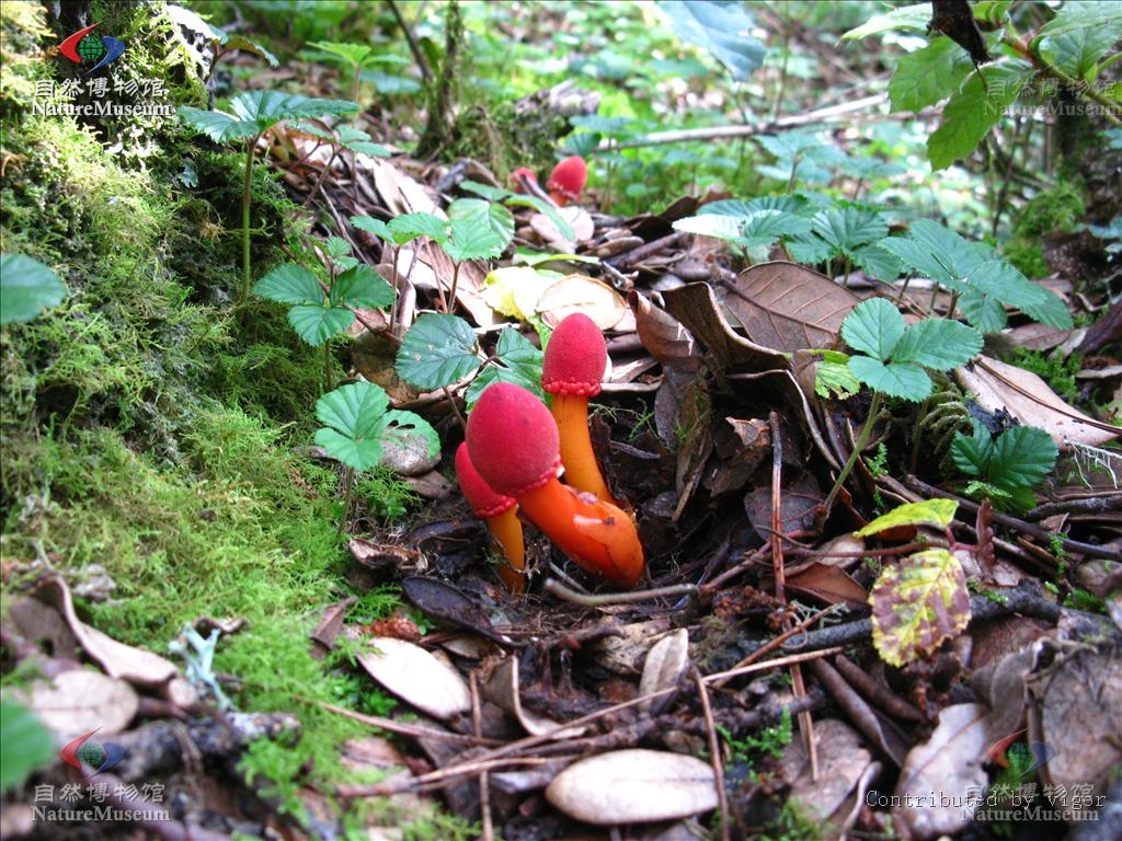  p>鹿仙草(luxiancao),别名:不上莲,通天蜡烛,石上莲,山菠萝.