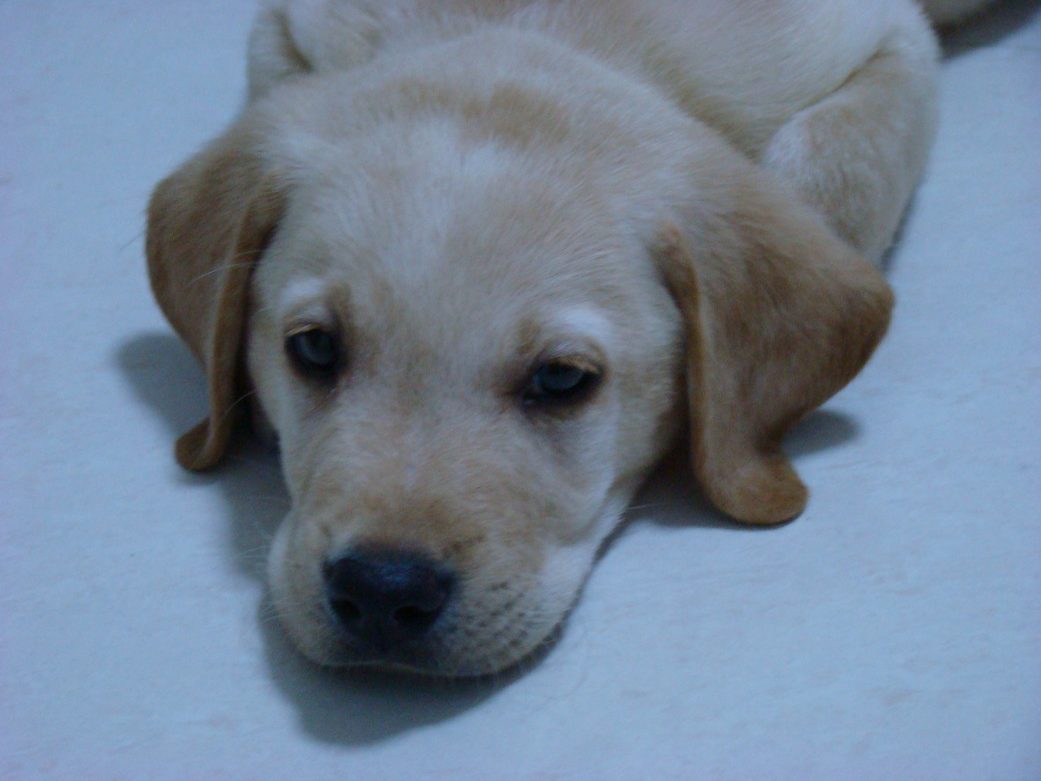  p>寻回犬,是 a target="_blank" href="/item/枪猎犬/10419767" data