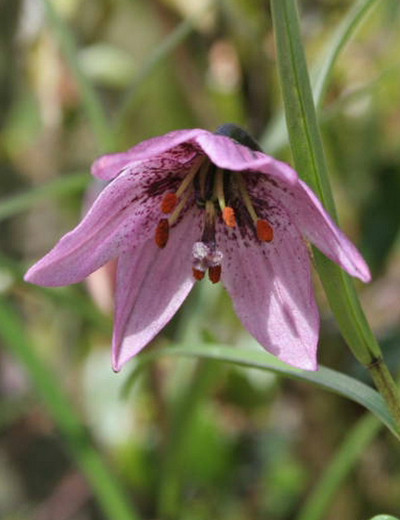  p>小百合(学名: i>lilium nanum /i>  klotz.