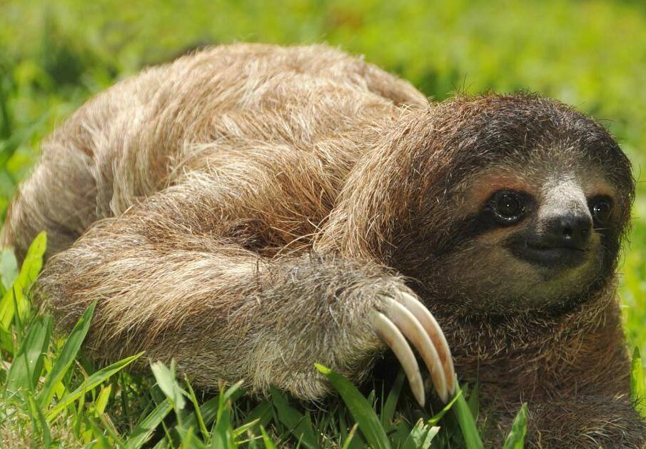  p>披毛目(学名:pilosa)是胎盘类哺乳动物下的一个目.