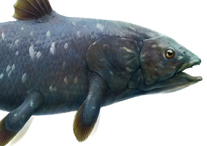  p>矛尾鱼(学名:latimeria chalumnae)体长2米,是腔棘鱼目矛尾鱼科的