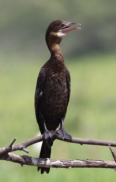 p>黑颈鸬鹚(学名 i>phalacrocorax niger/i,中型水鸟,体长50~51