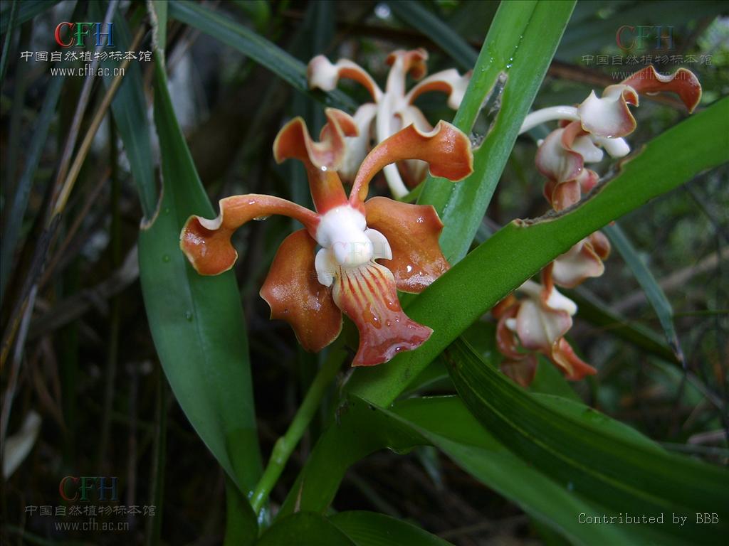  p>纯色万代 b>兰 /b>(拉丁学名: i>vanda subconcolor /i> t.