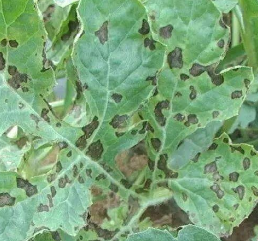 西瓜叶斑病