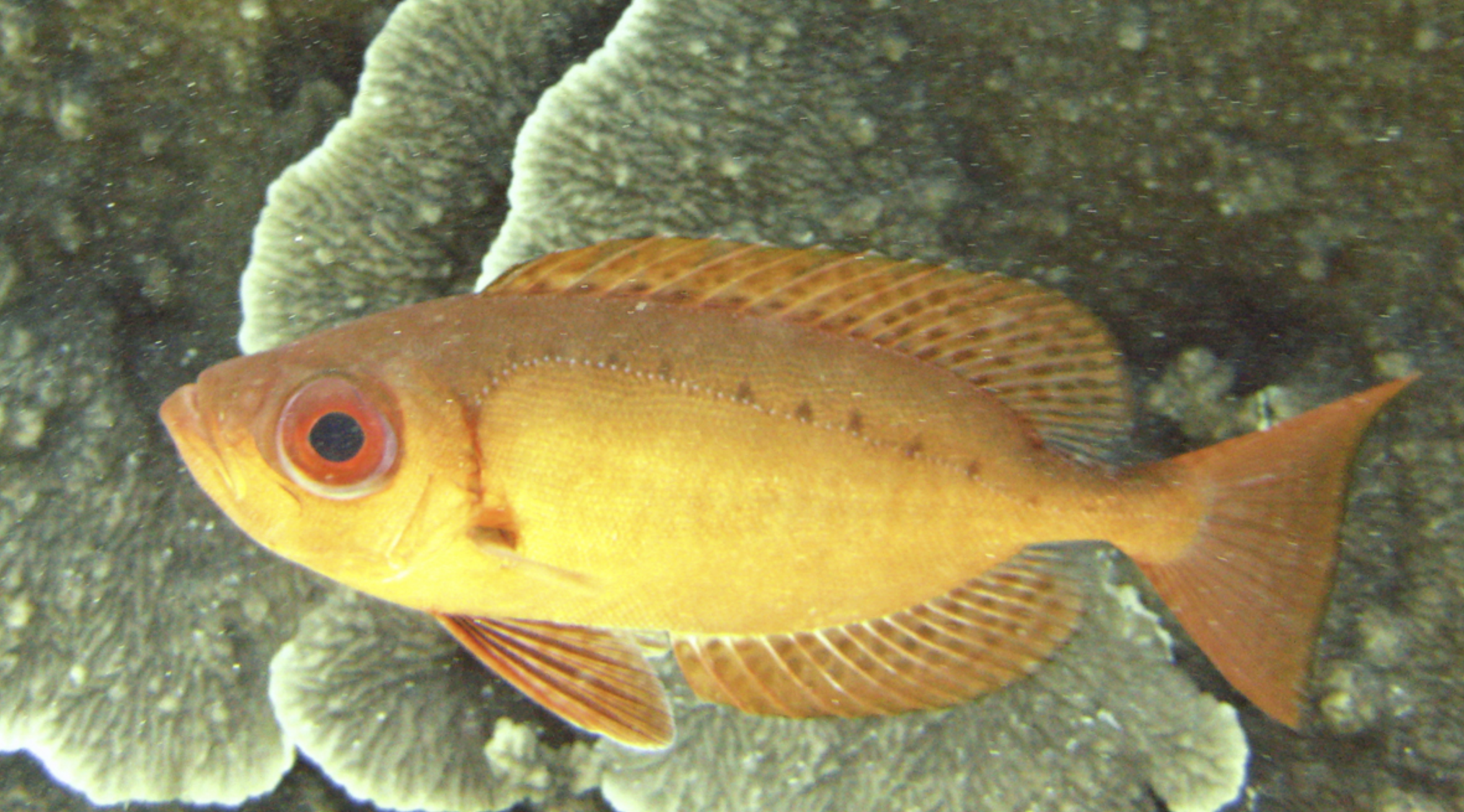  p>短尾大眼鲷(学名: i>priacanthus macracanthus /i>)是大眼鲷科