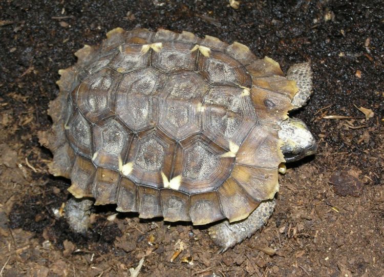  p>凹甲陆龟(学名: i>manouria impressa /i>)是陆龟科,凹甲陆龟属