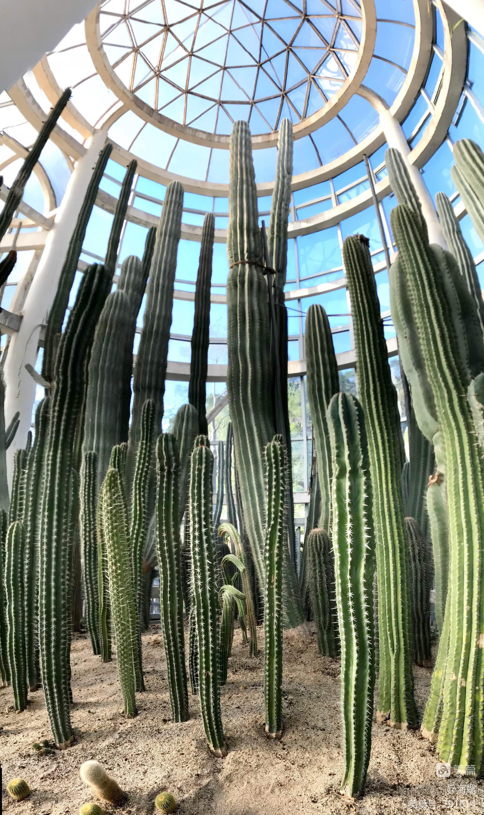 树状,为肉质乔木植物. /p>