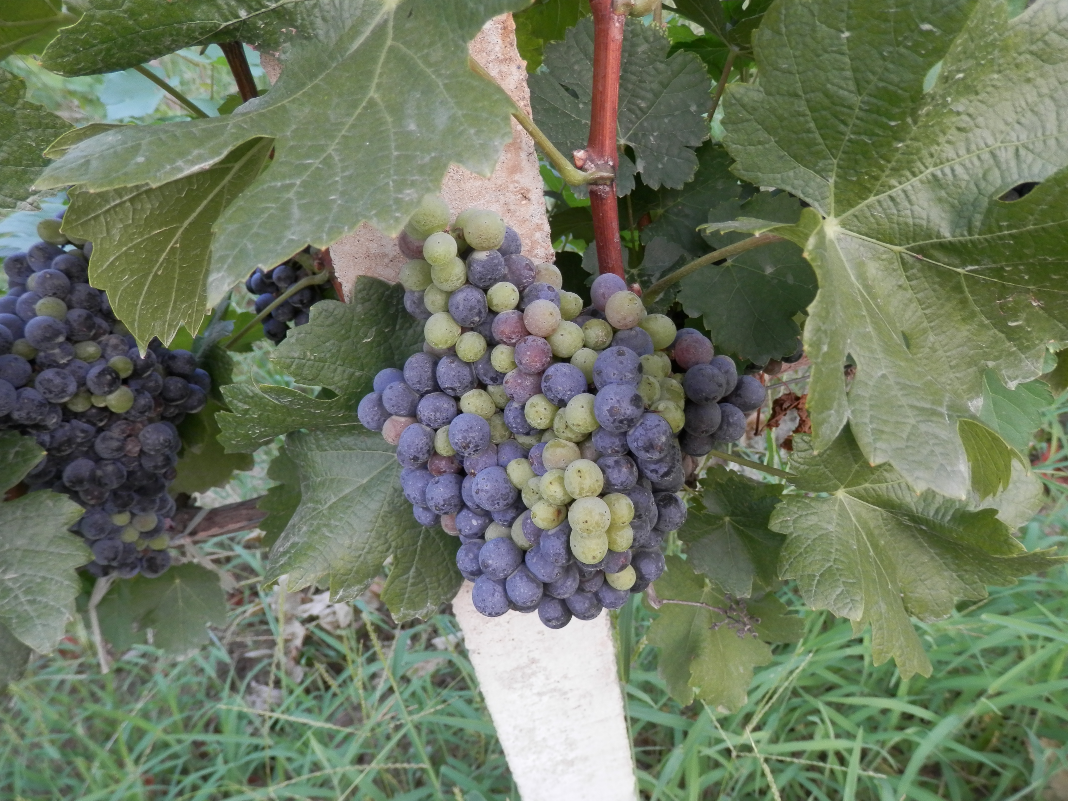  p data-id="gnwytyojwl">玛瑟兰,中文别名马瑟兰(marselan),是 a