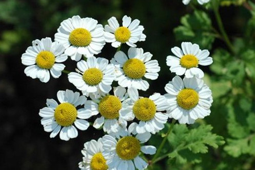  p>灰叶匹菊(学名:pyrethrum transiliense (herd.) rgl. et schmalh.